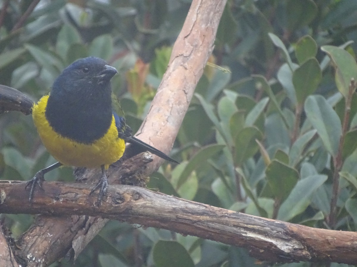 Black-chested Mountain Tanager - ML621753237