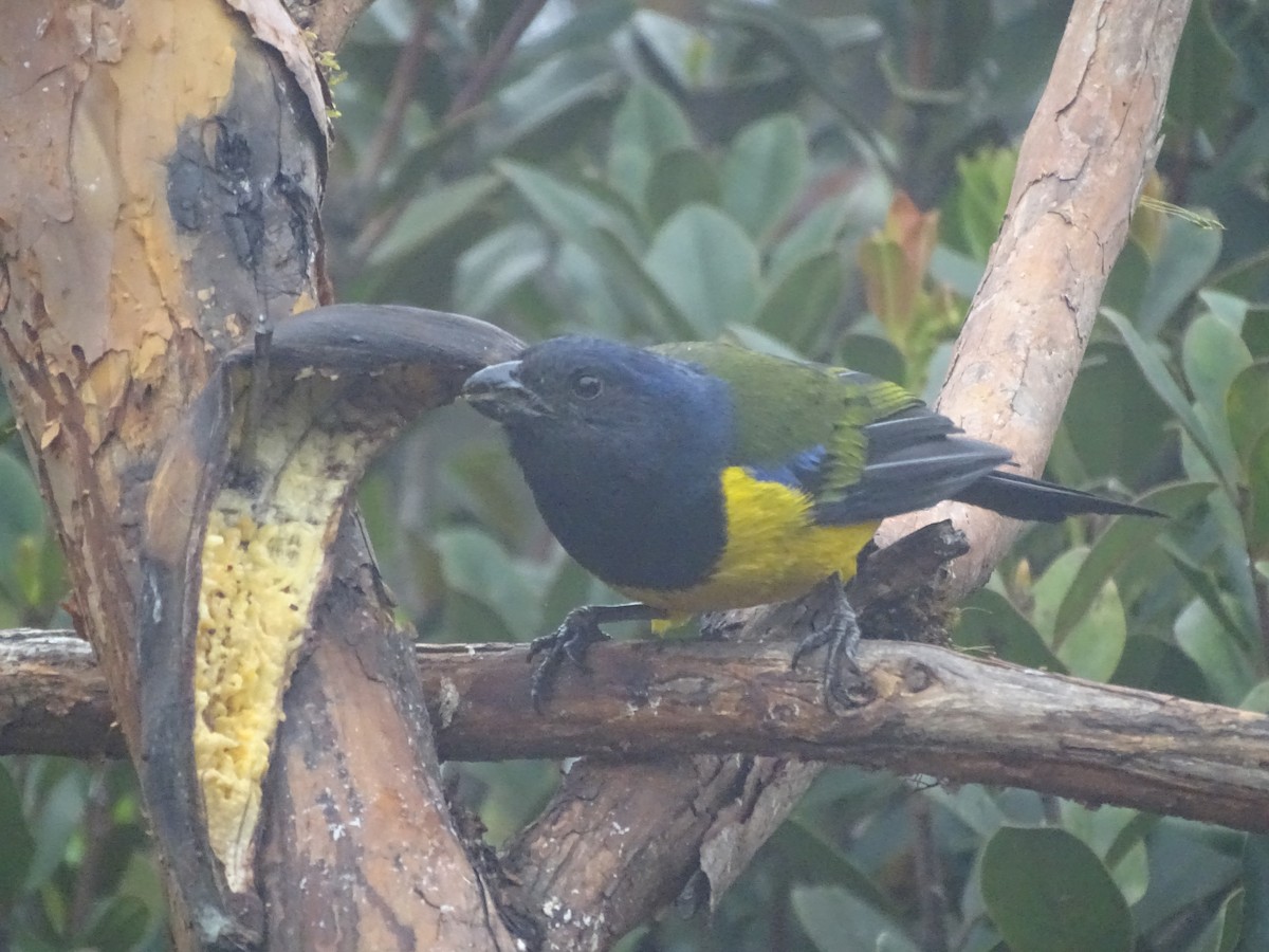 Black-chested Mountain Tanager - ML621753239