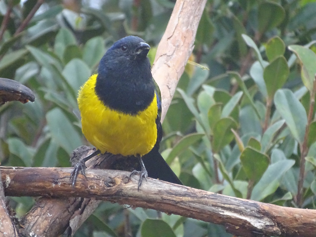 Black-chested Mountain Tanager - ML621753240