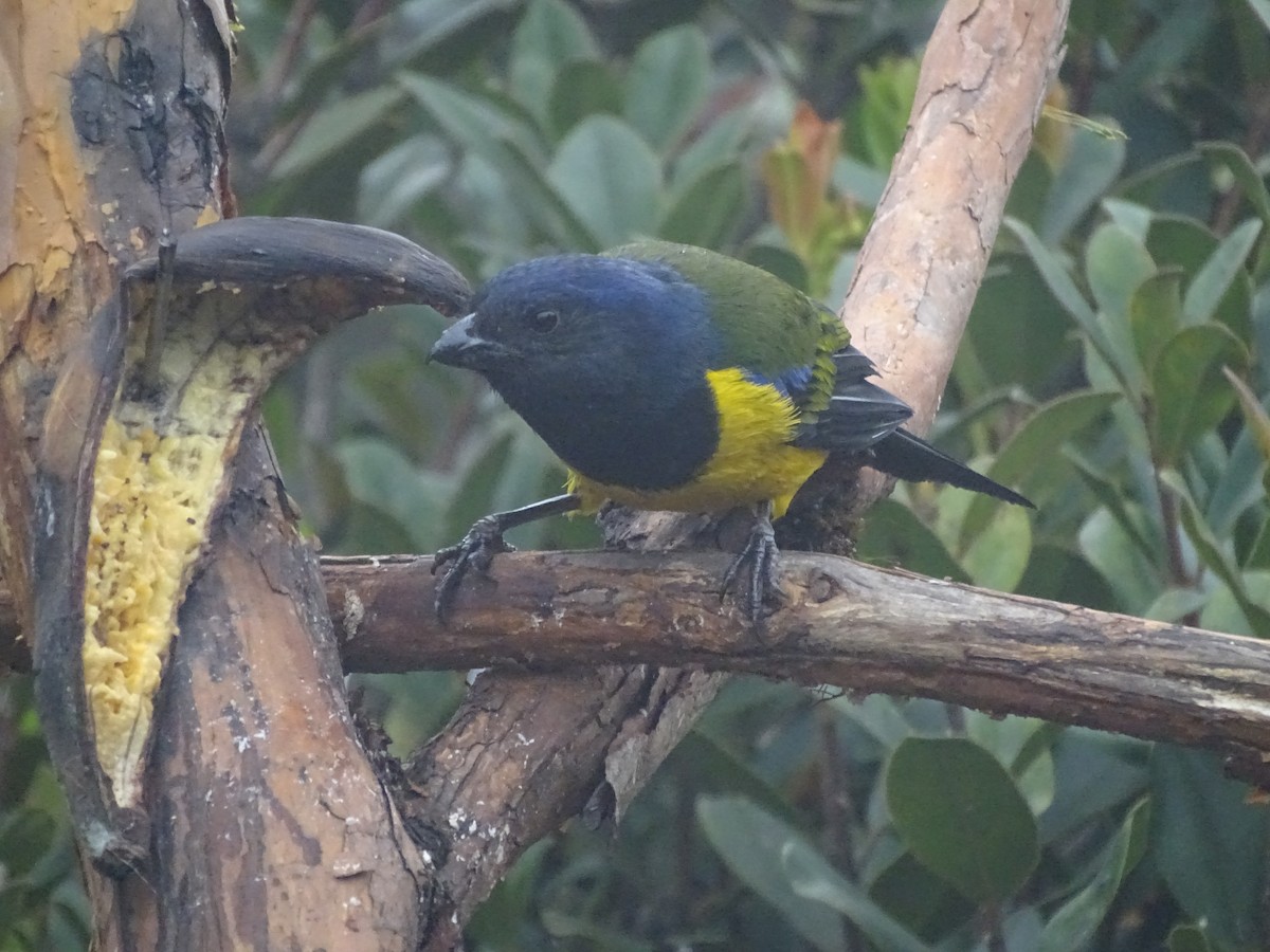 Black-chested Mountain Tanager - ML621753241