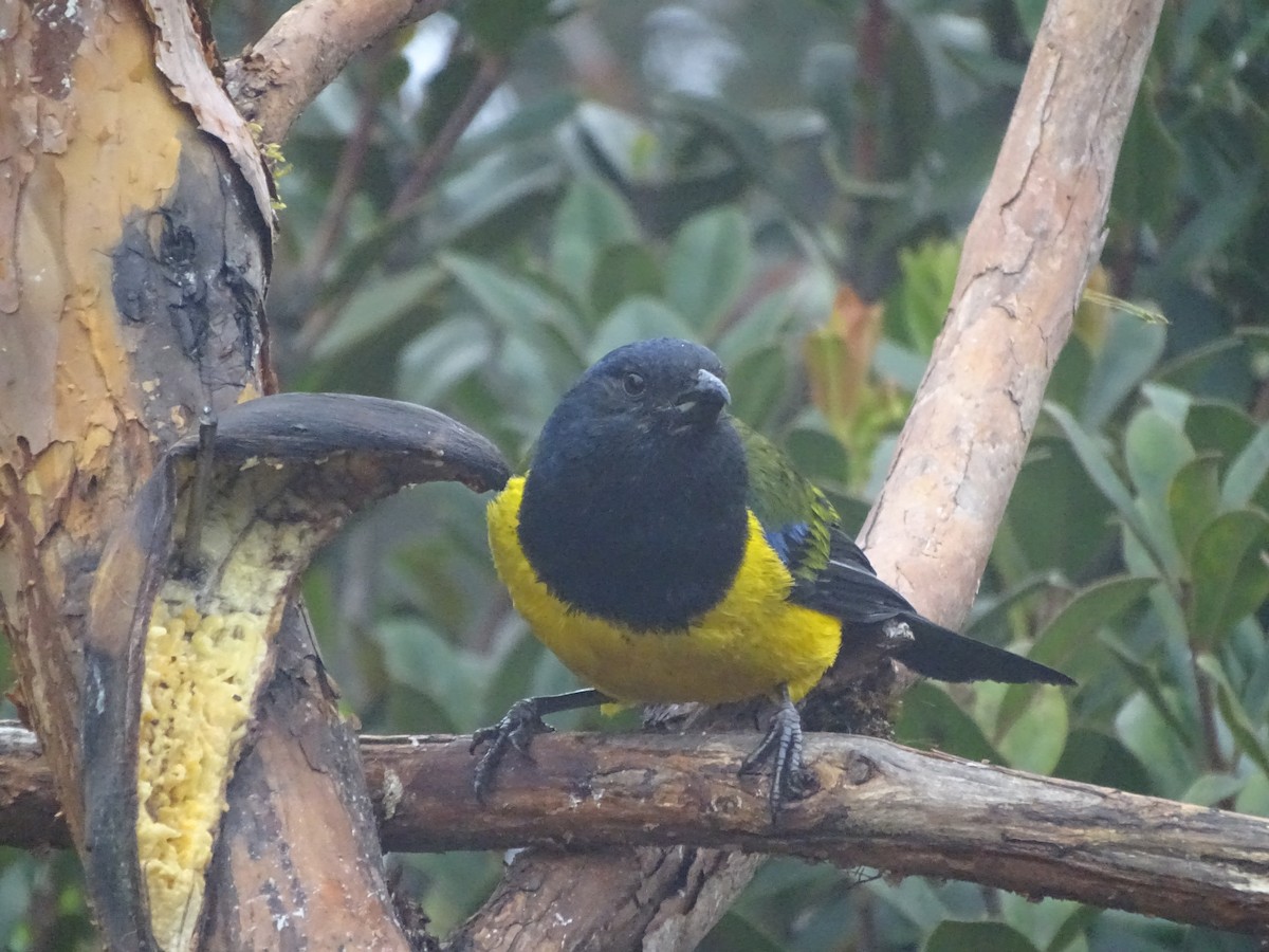 Black-chested Mountain Tanager - ML621753242