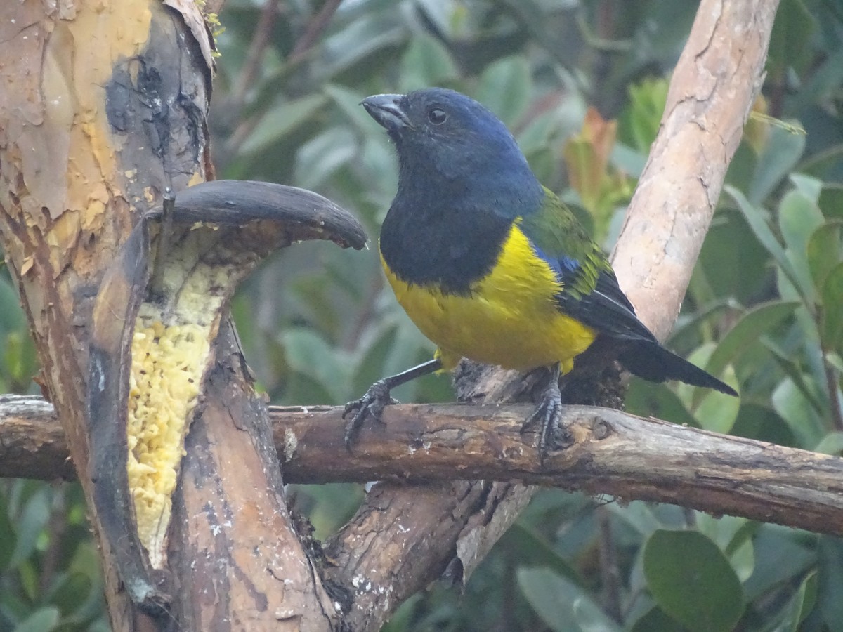 Black-chested Mountain Tanager - ML621753243