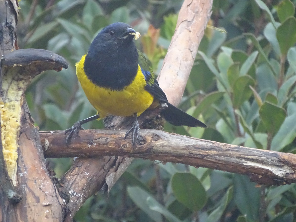 Black-chested Mountain Tanager - ML621753244