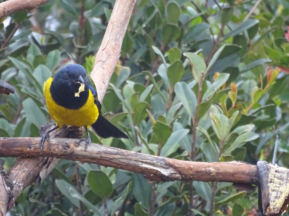 Black-chested Mountain Tanager - ML621753245