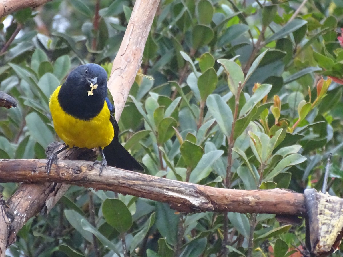 Black-chested Mountain Tanager - ML621753246