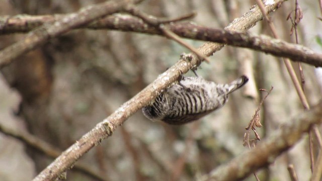 White-barred Piculet - ML621753263