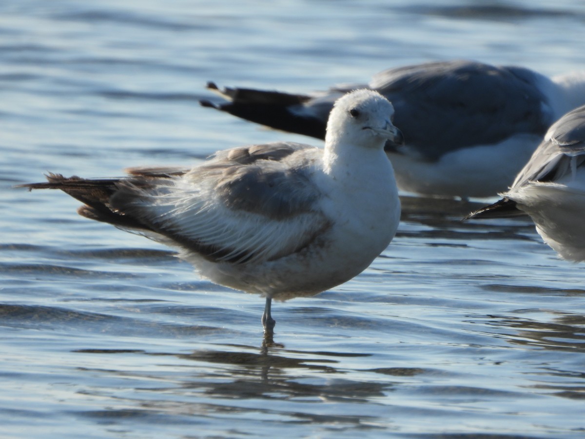 Ring-billed Gull - Lynne Craft