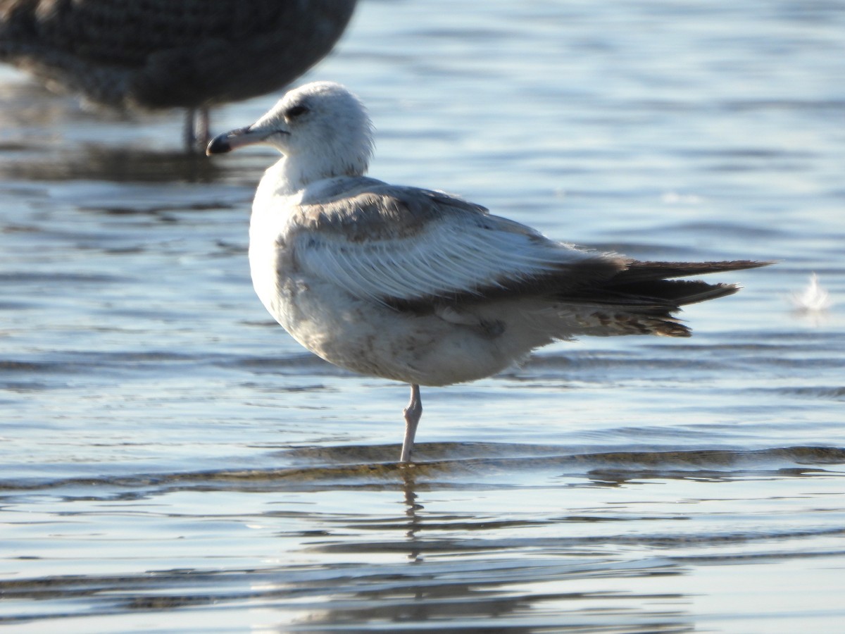 Ring-billed Gull - ML621753277