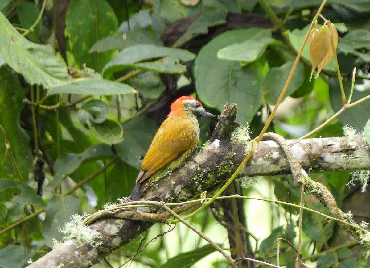 Yellow-vented Woodpecker - ML621753360