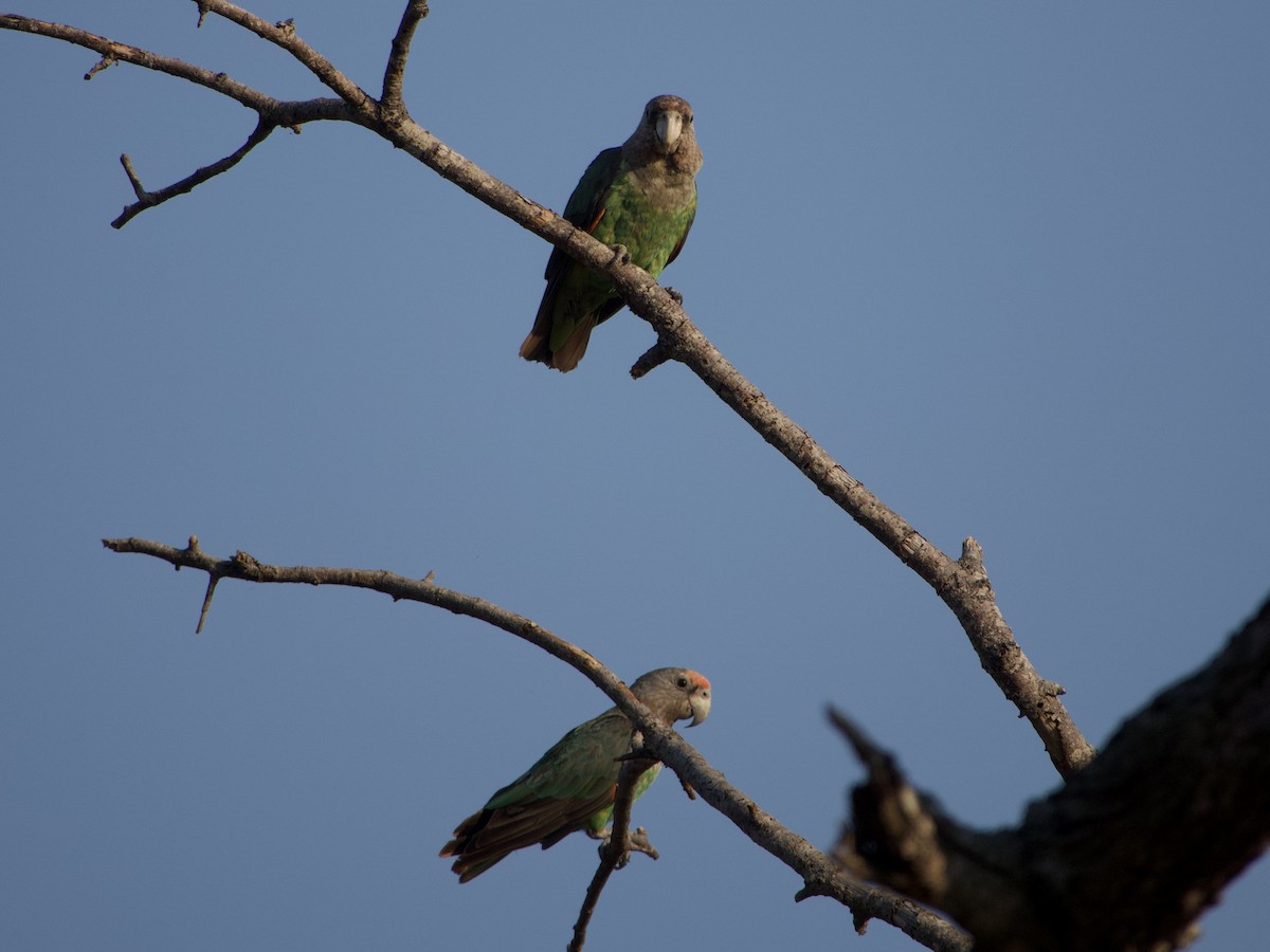 Brown-necked Parrot (Gray-headed) - ML621753384