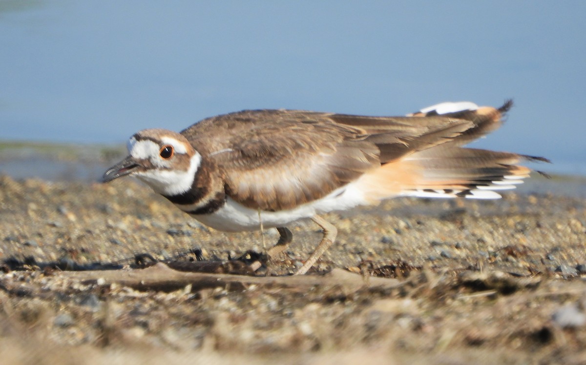 Killdeer - ML621753398