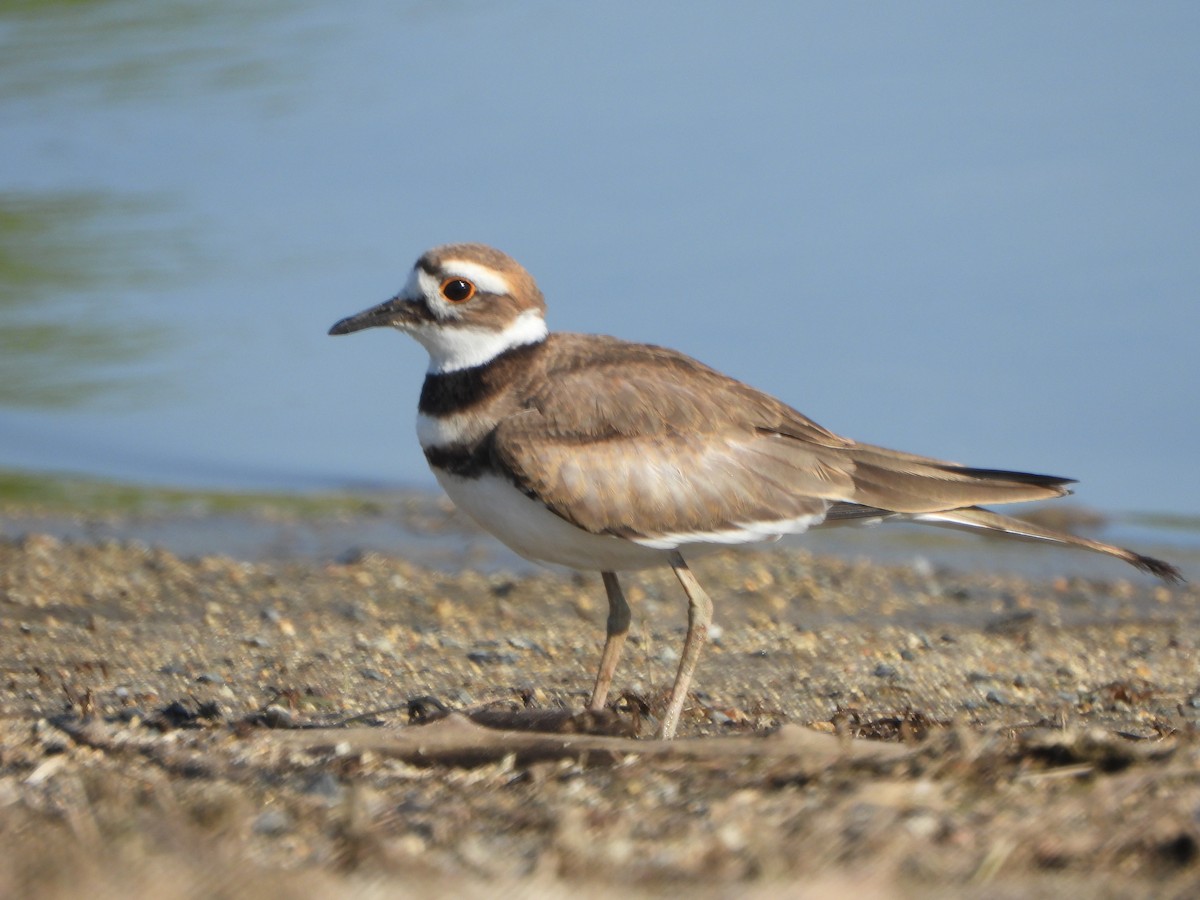 Killdeer - ML621753399