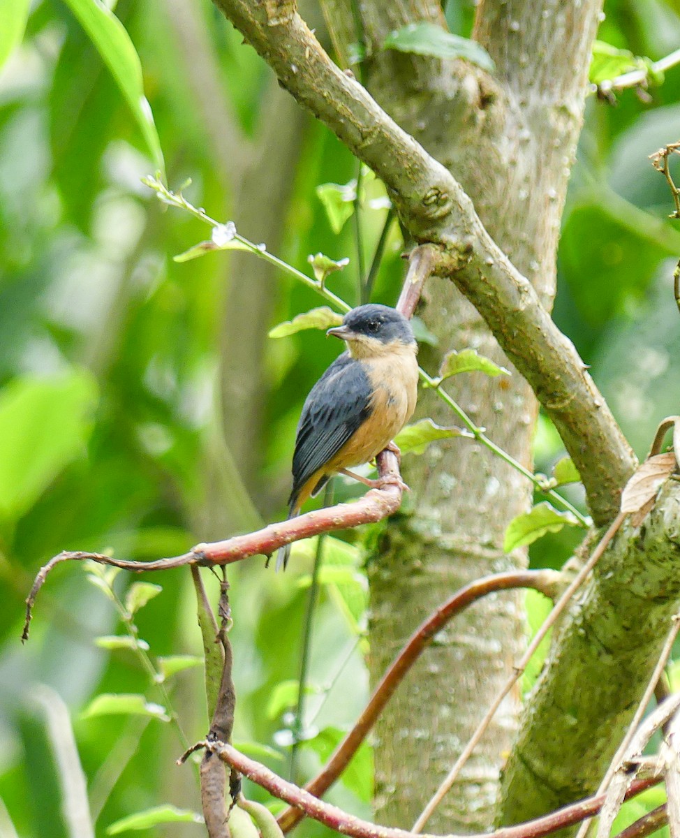 Rusty Flowerpiercer - ML621753506