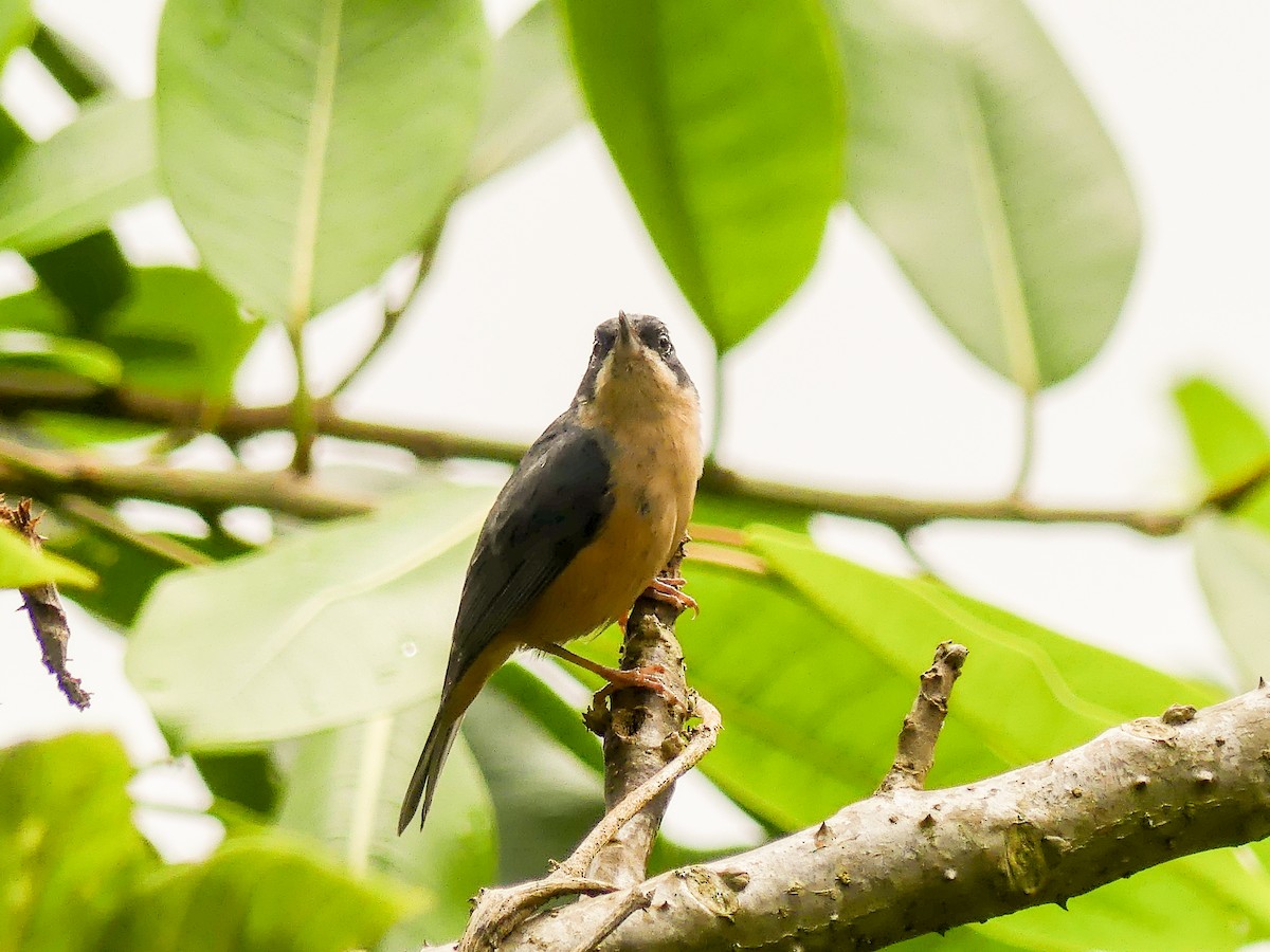 Rusty Flowerpiercer - ML621753508