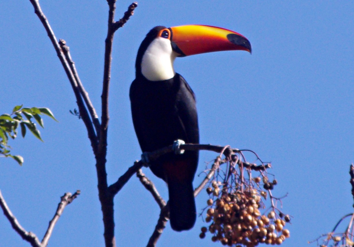 Toco Toucan - ML621753517