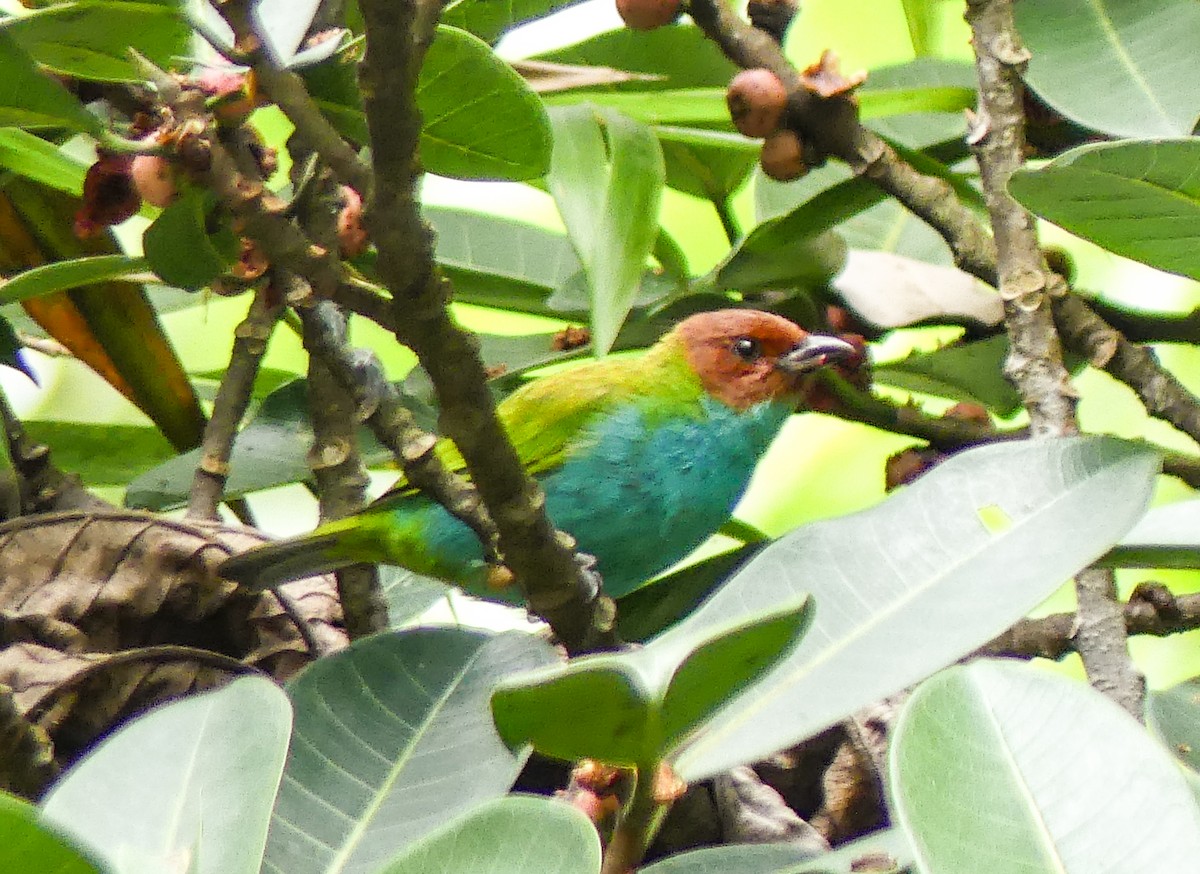 Bay-headed Tanager - ML621753533