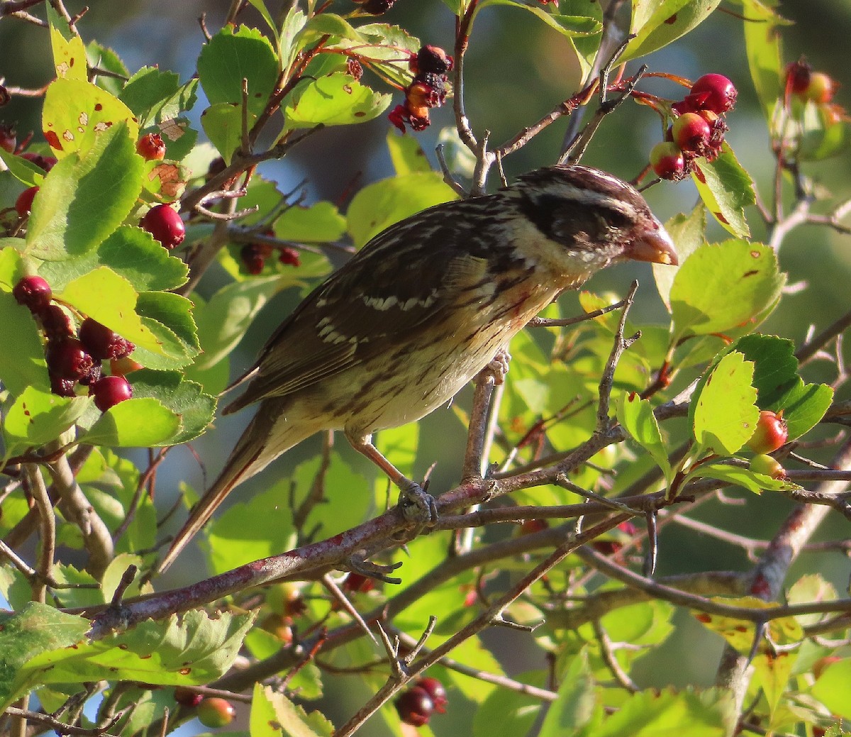 Black-headed Grosbeak - ML621753550