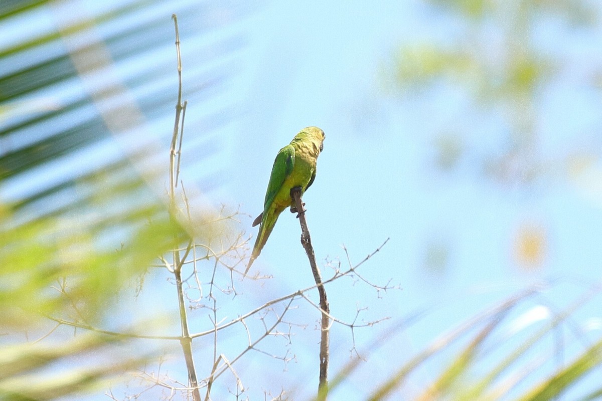 Brown-throated Parakeet (Veraguas) - ML621753623