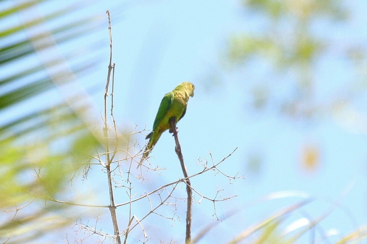 Brown-throated Parakeet (Veraguas) - ML621753624