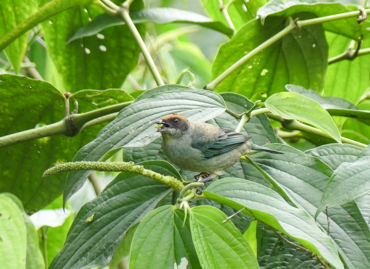 Scrub Tanager - ML621753694