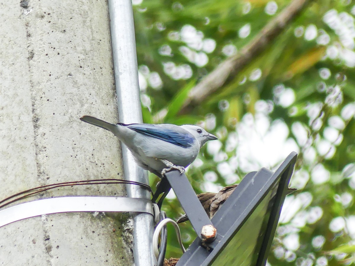 Blue-gray Tanager - ML621753723
