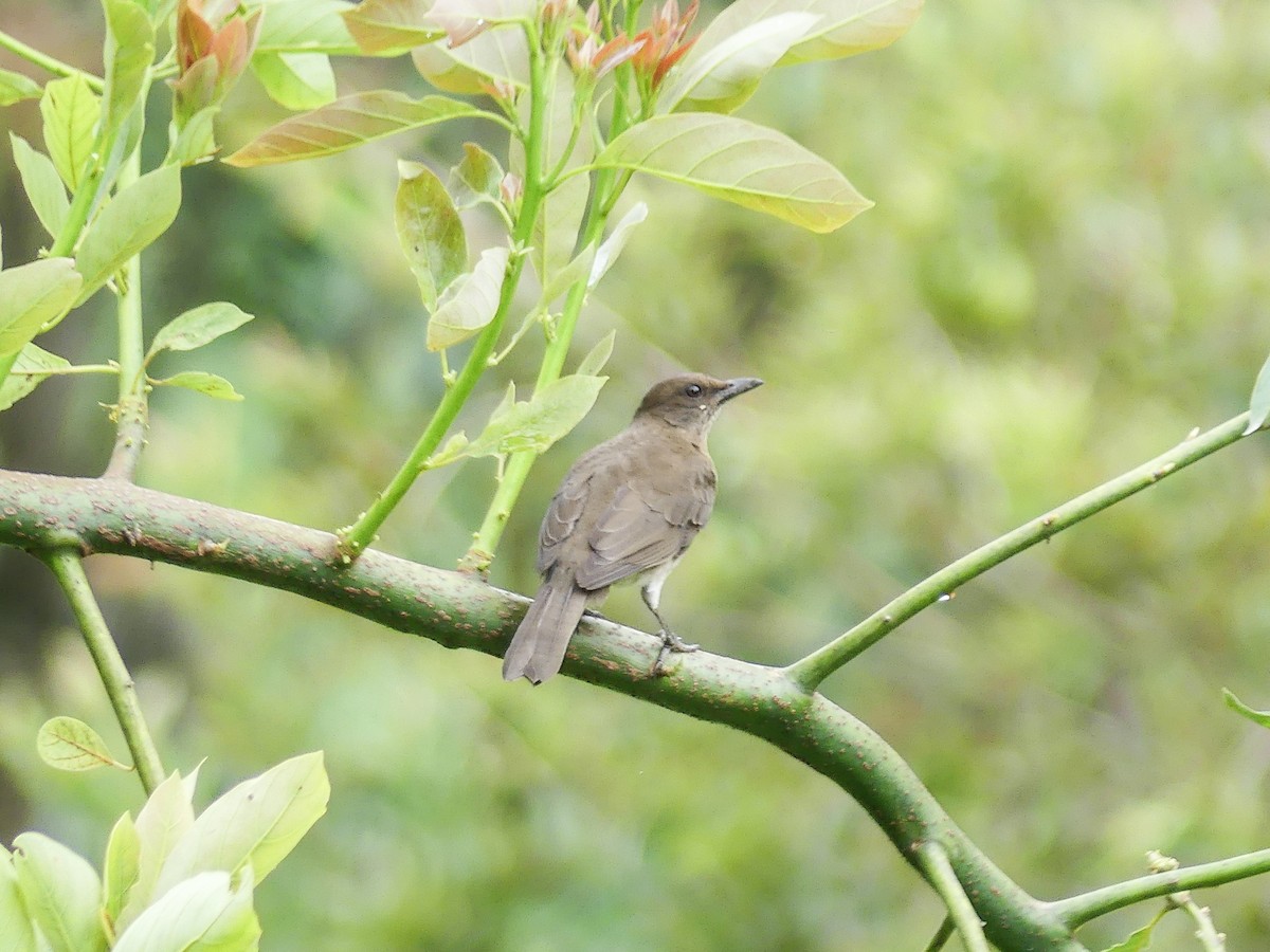 Black-billed Thrush - ML621753748