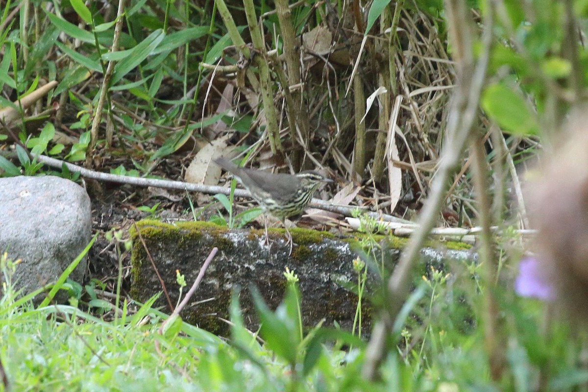 Northern Waterthrush - ML621753778