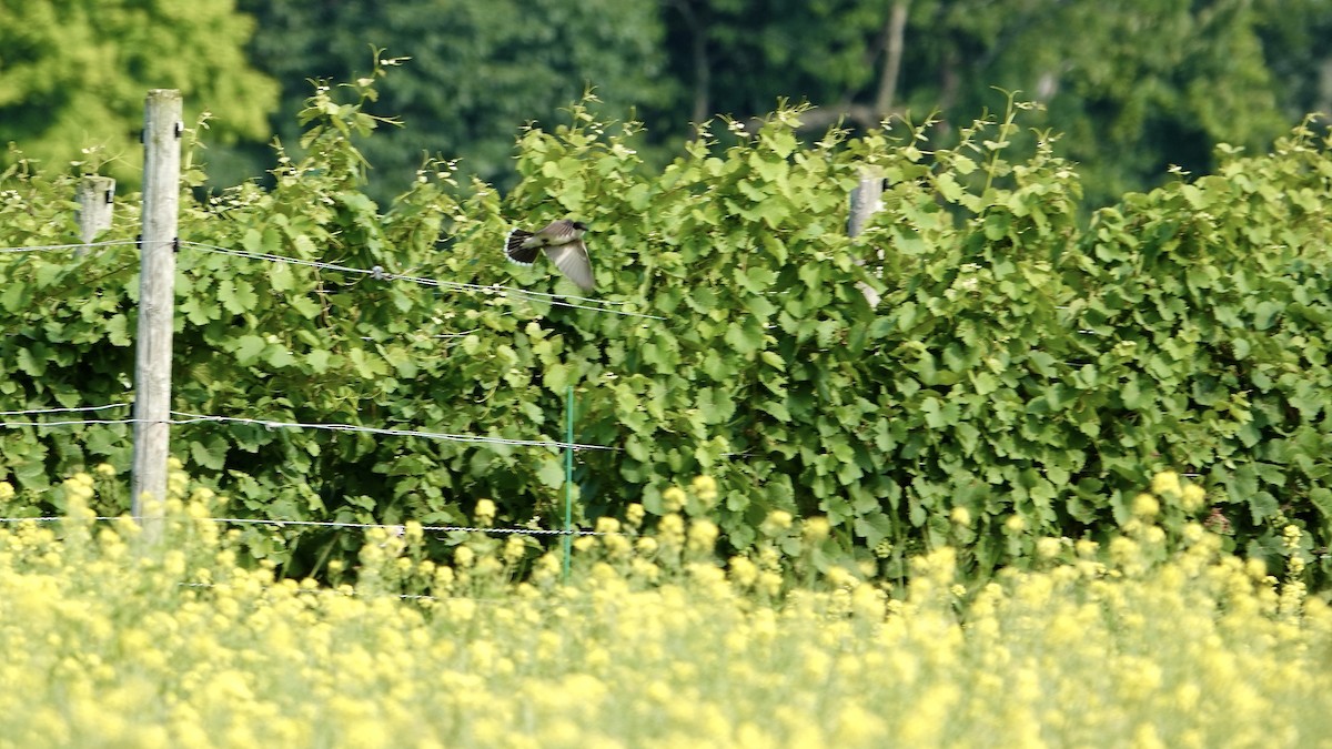 Eastern Kingbird - ML621753997