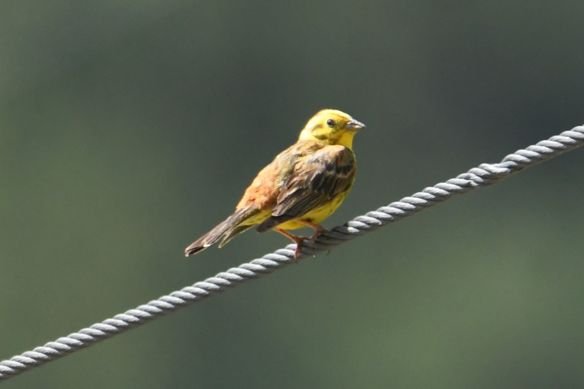 Yellowhammer - Diego García Díaz