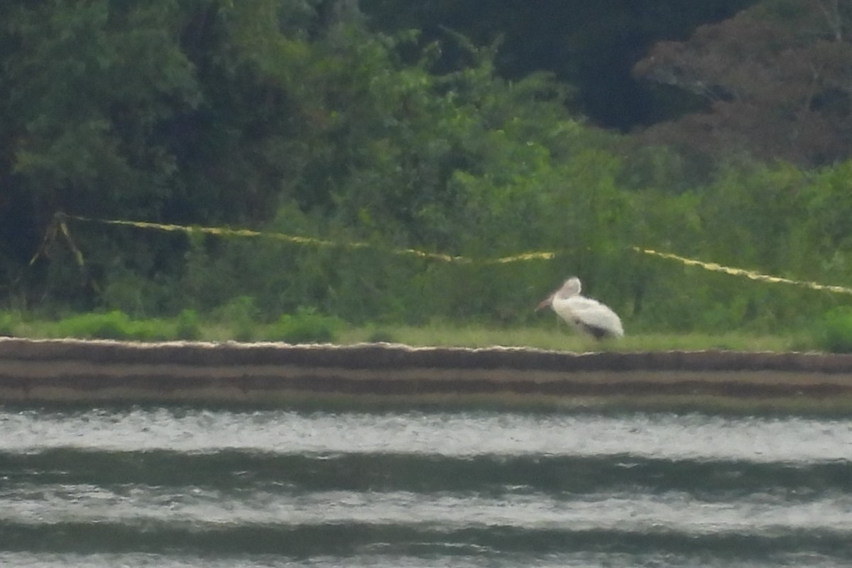 American White Pelican - ML621754095