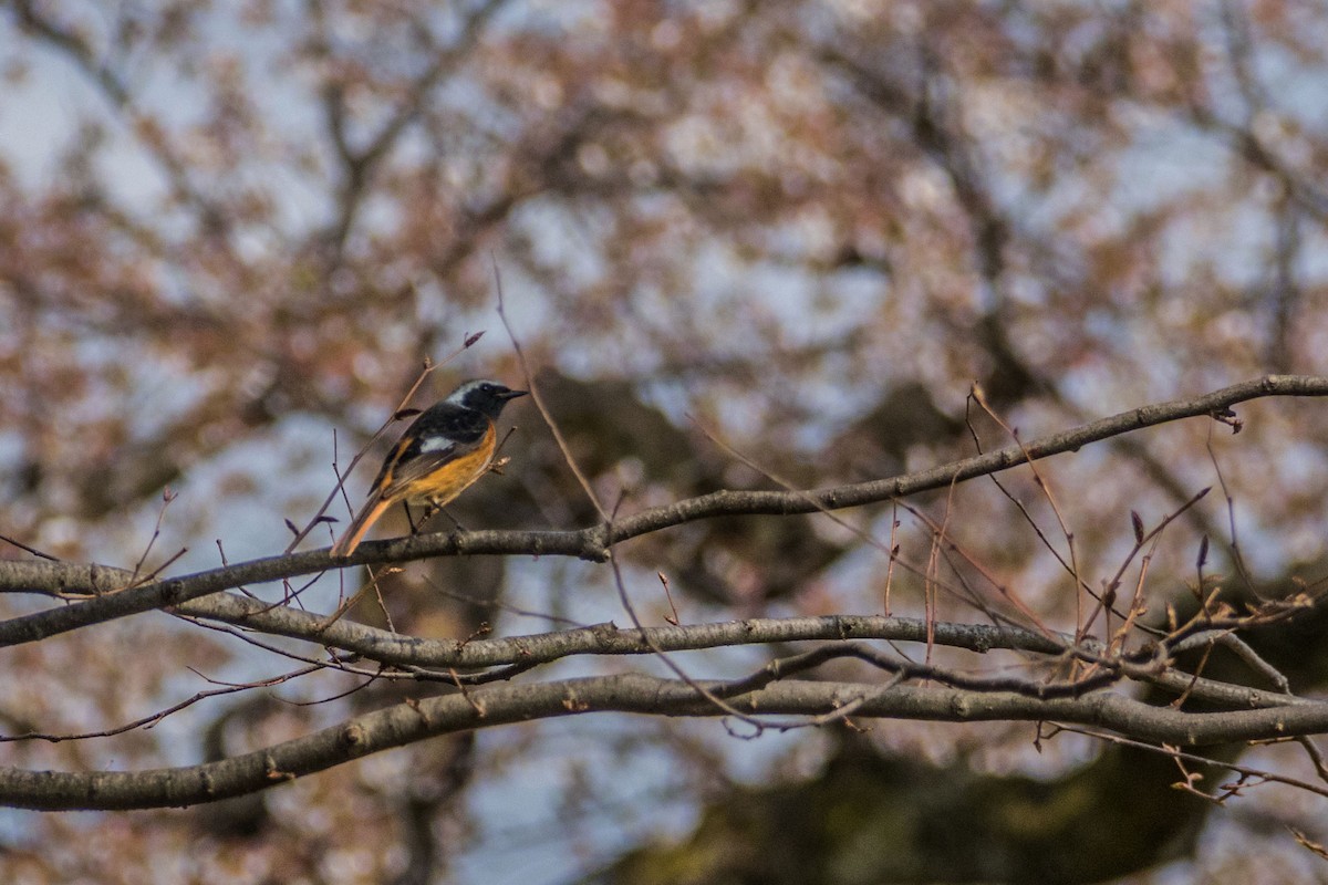 Daurian Redstart - Ido Ben-Itzhak