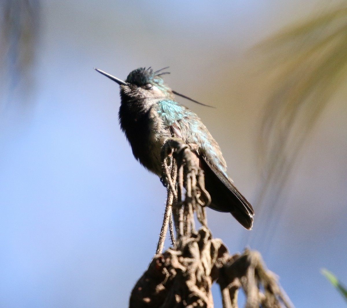 Green-crowned Plovercrest - Feliciano Lumini