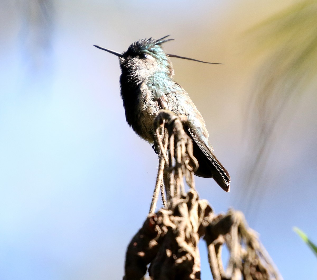 Green-crowned Plovercrest - ML621754239