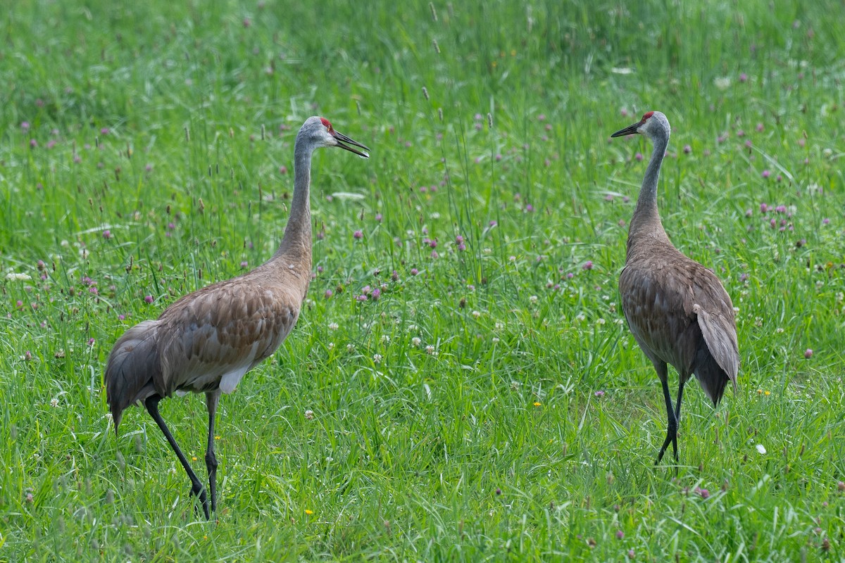 Sandhill Crane - ML621754335