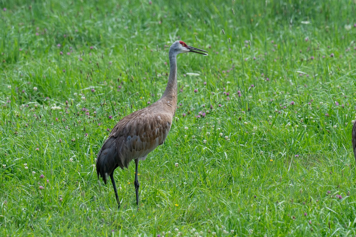 Sandhill Crane - ML621754336