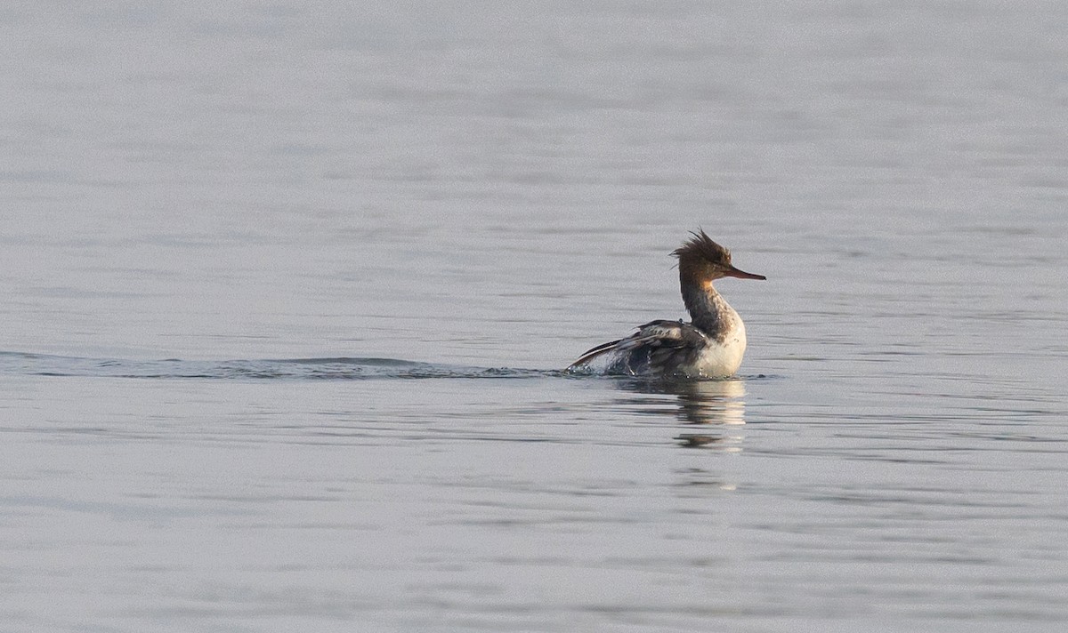 Red-breasted Merganser - Jeanne Cimorelli