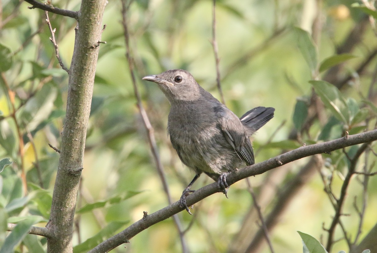 Gray Catbird - ML621754386