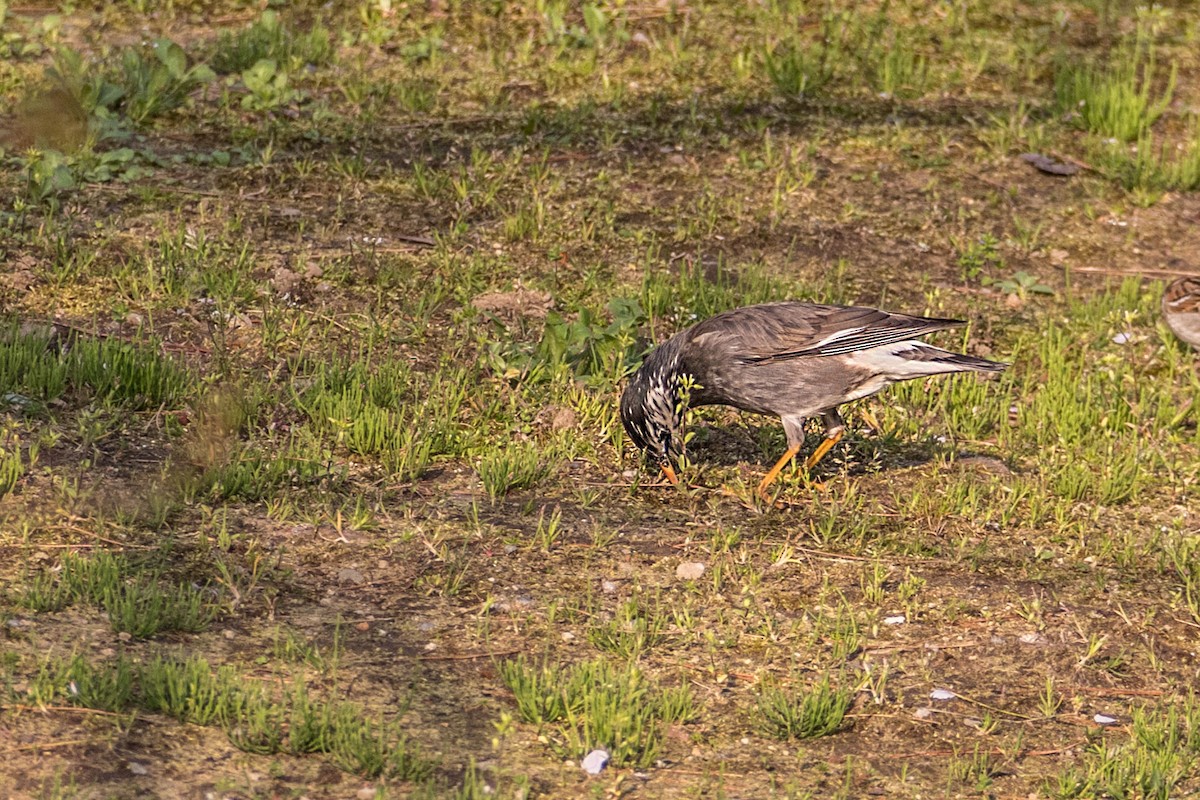 White-cheeked Starling - ML621754390