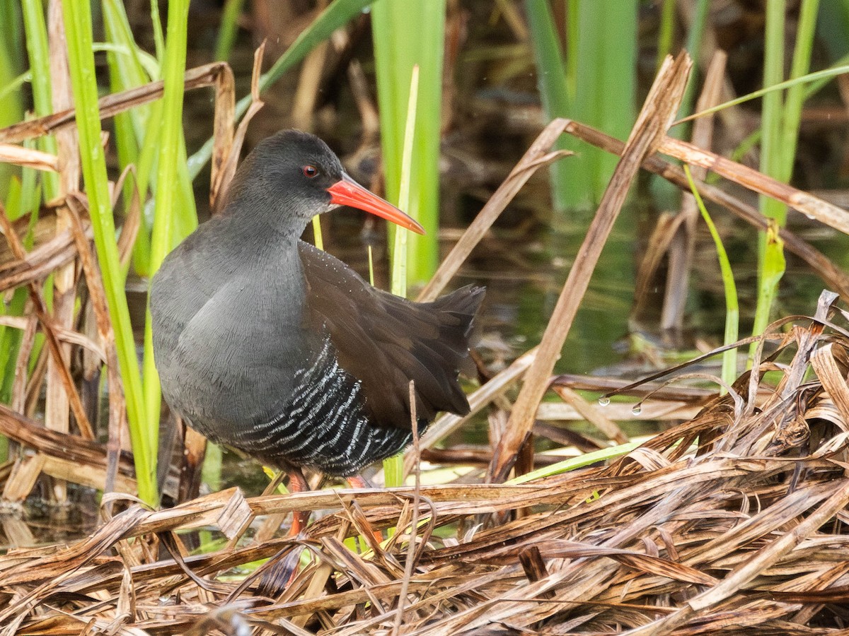 African Rail - ML621754392