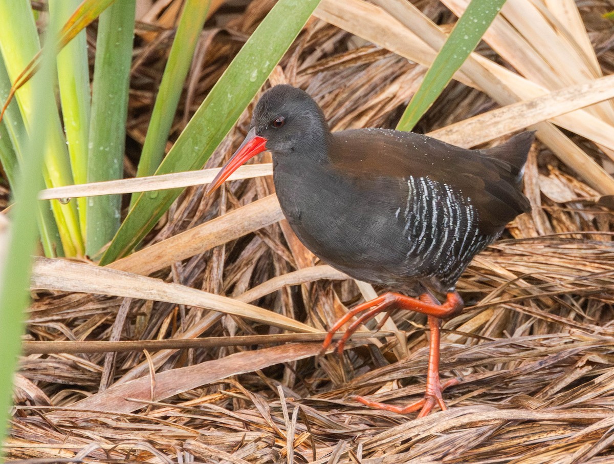 African Rail - ML621754393