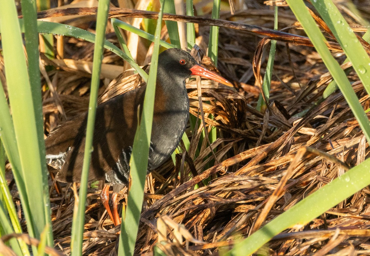 African Rail - ML621754394