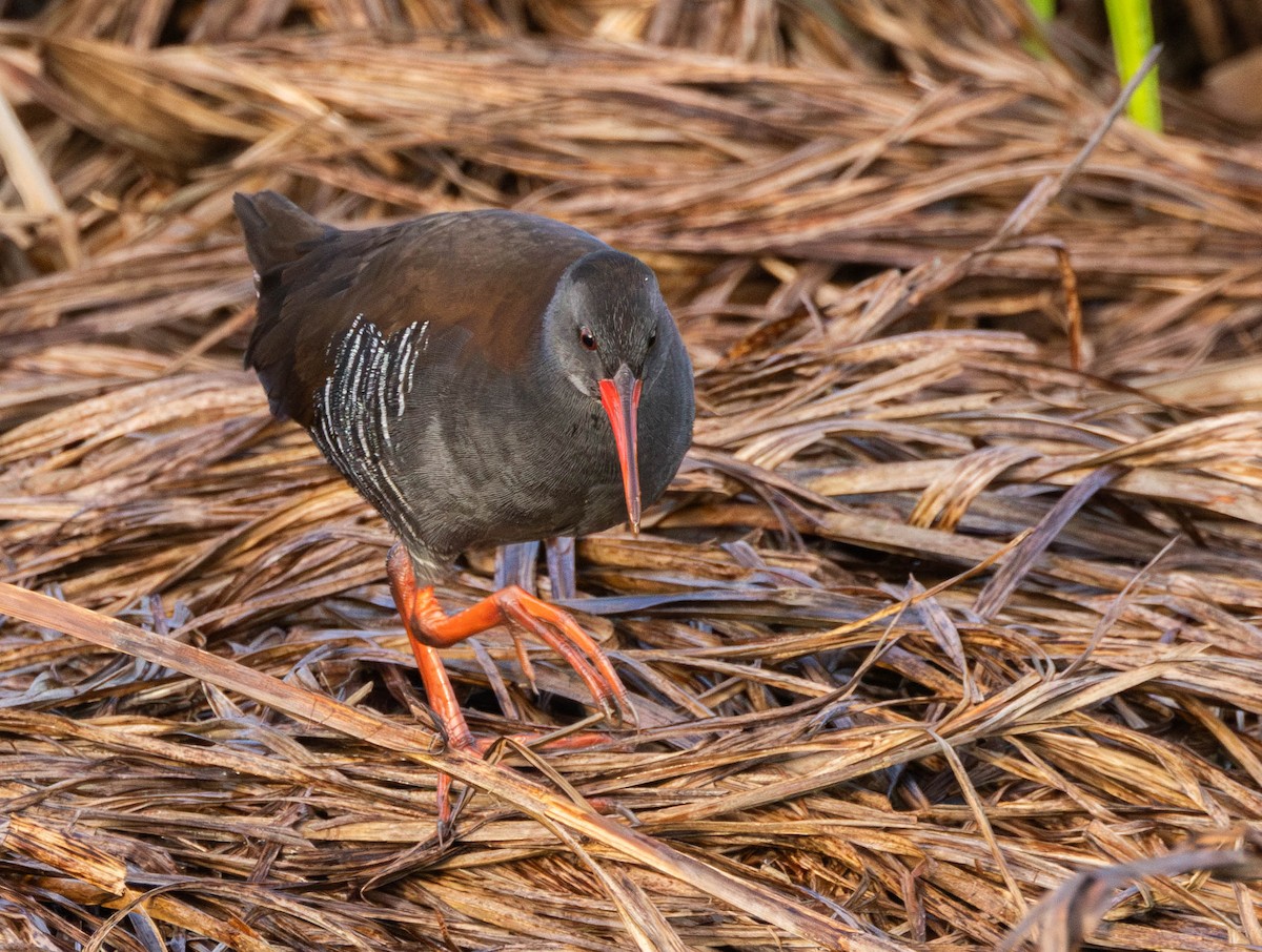 African Rail - ML621754395