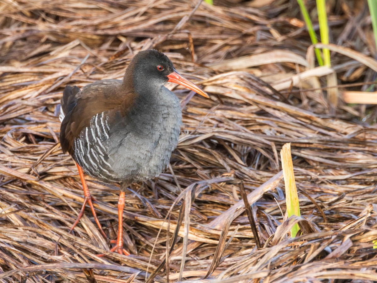 African Rail - ML621754396