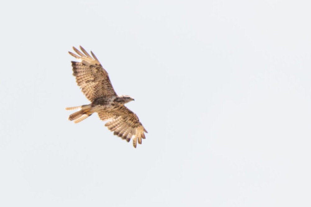Long-legged Buzzard - ML621754402