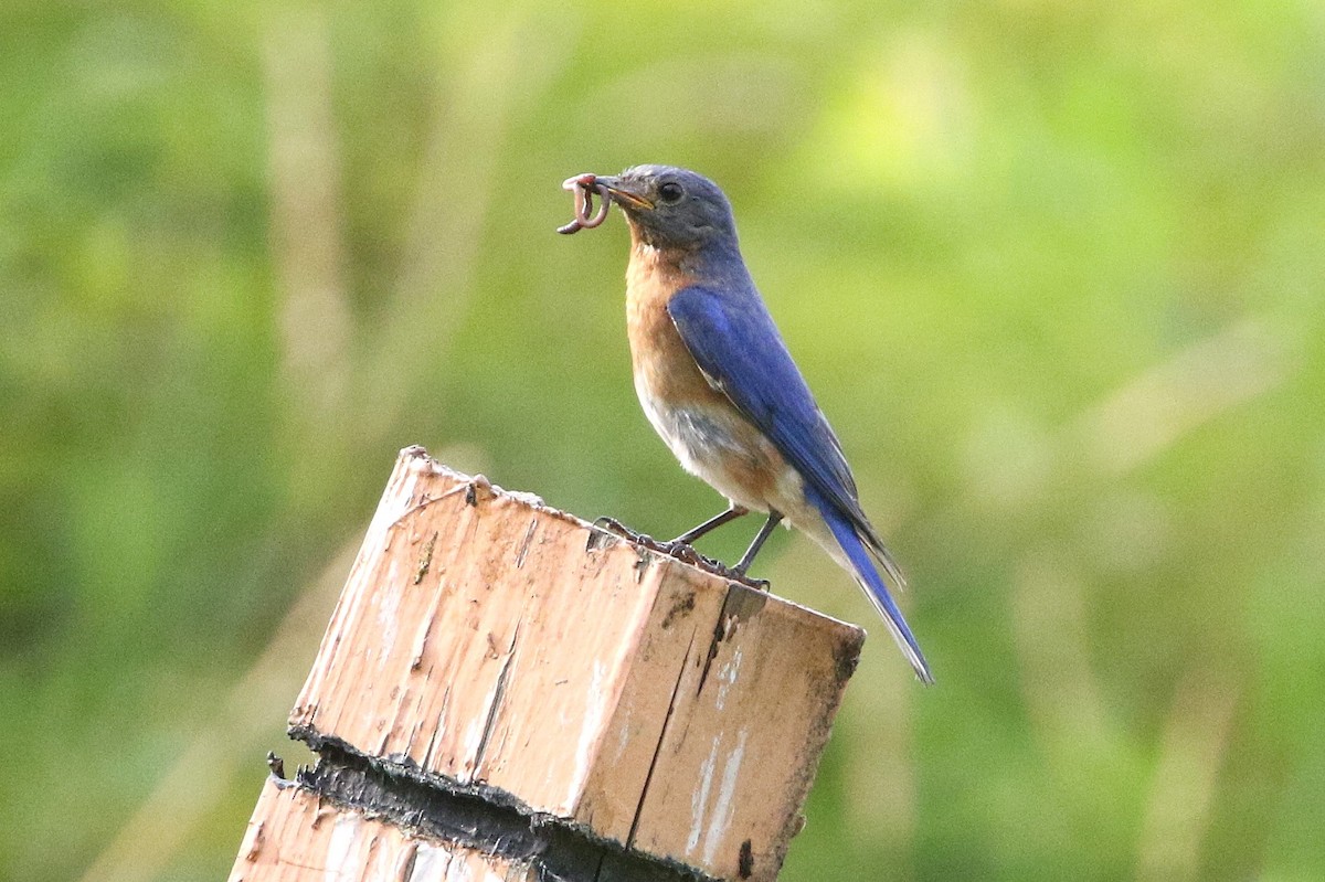 Eastern Bluebird - ML621754409