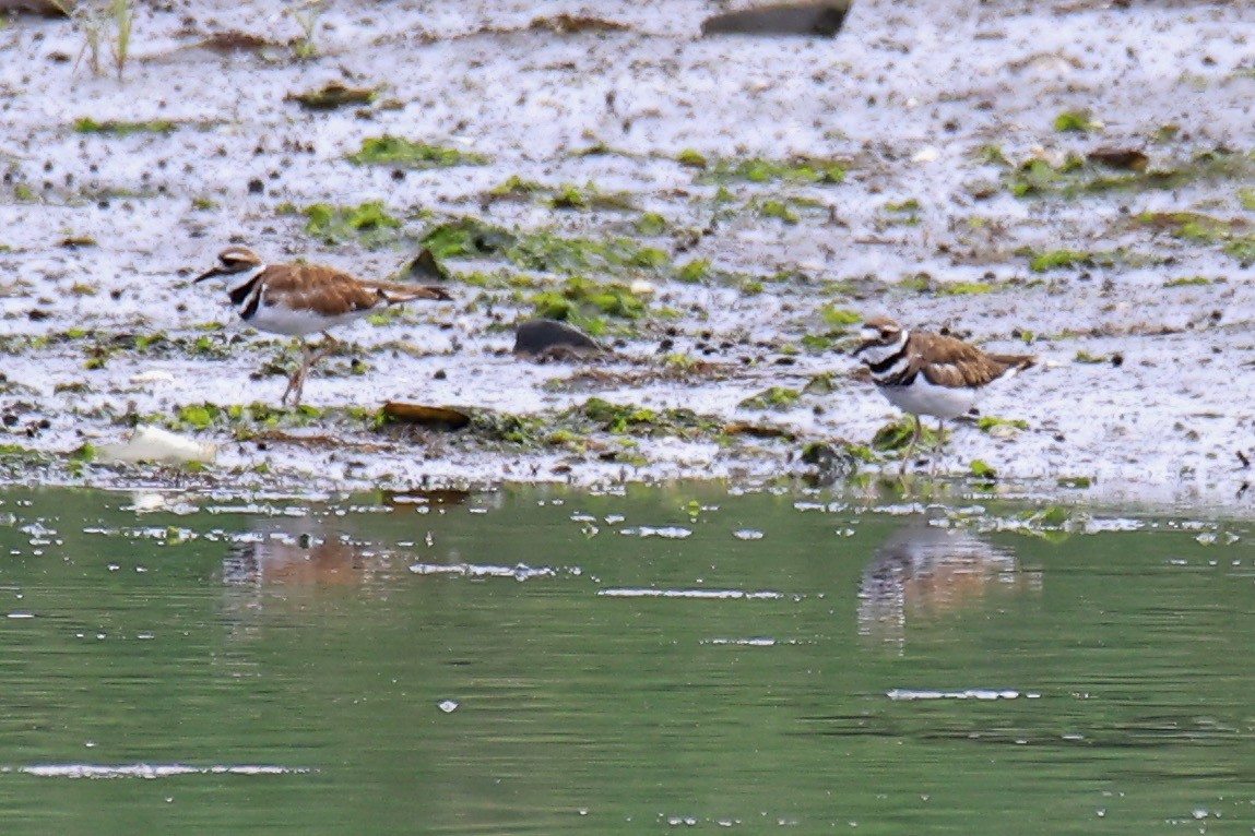Killdeer - ML621754438