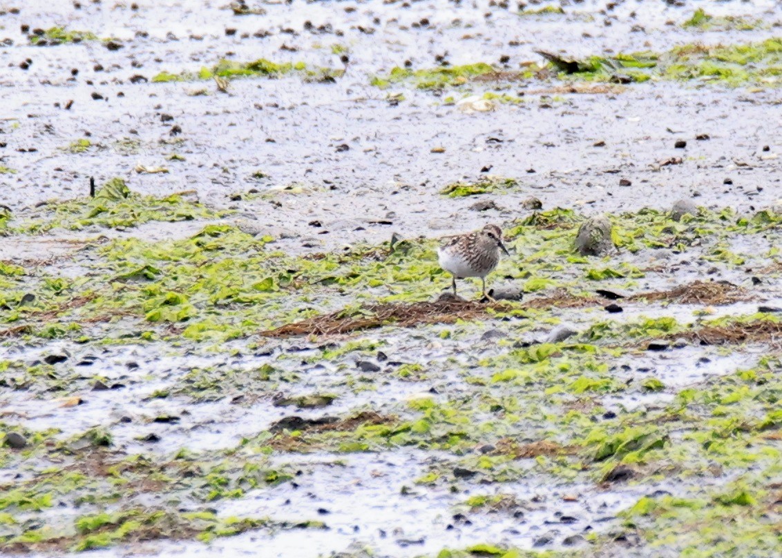 Least Sandpiper - ML621754441
