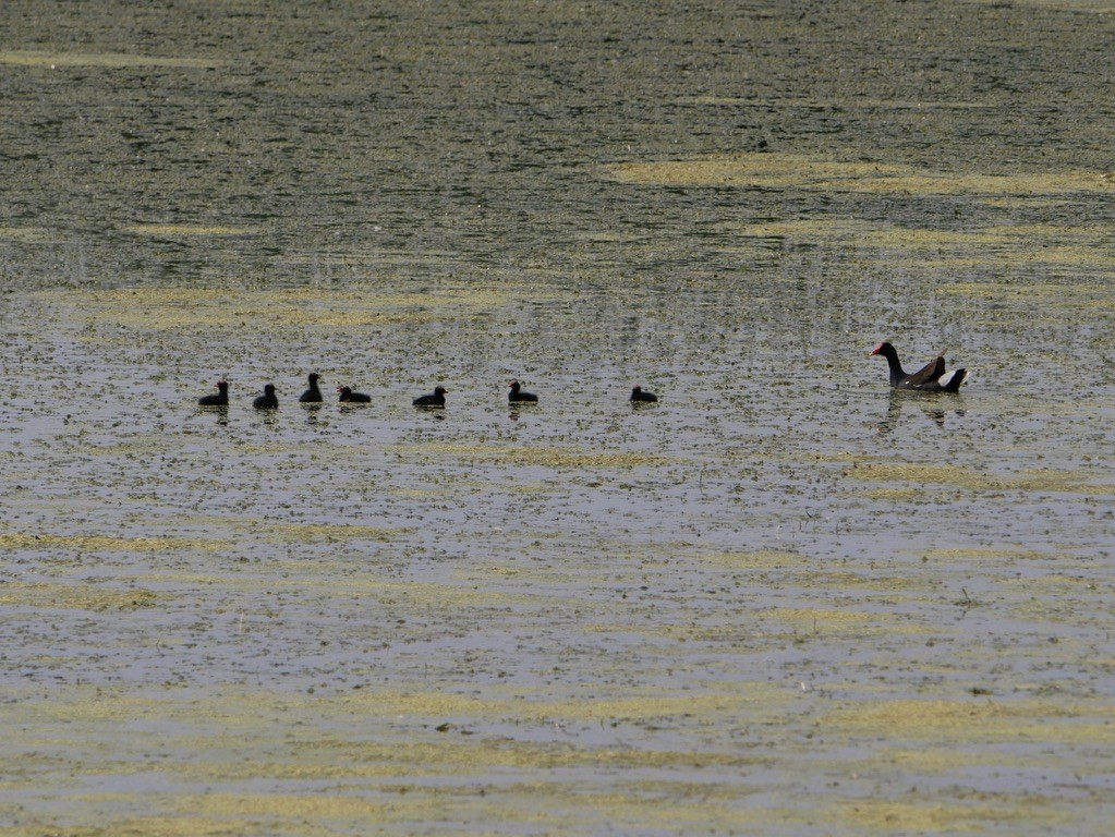 Common Gallinule - ML621754498