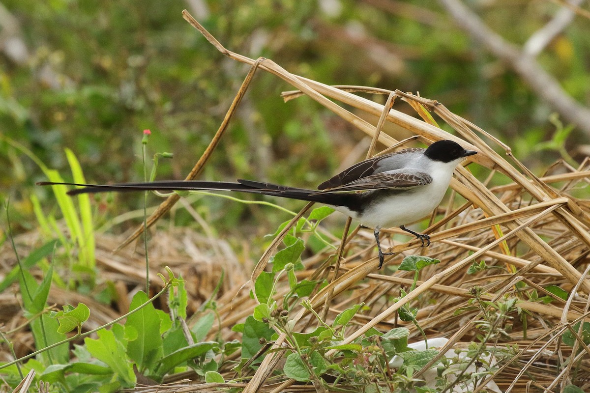 Fork-tailed Flycatcher - ML621754590