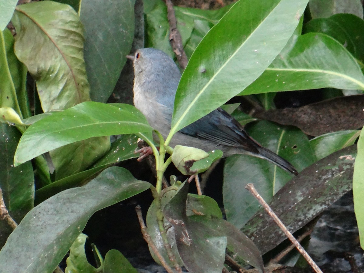 Bicolored Conebill - ML621754624